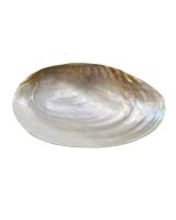45231 - Pearled Clam Plate 7-8" w/ Pearled Turbo Legs