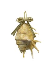 6023 - Gold Bow Lambis Ornament 3-5"