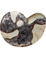 7174 - White Elegance Nautilus Wall Art 16x16" - Metal & Capiz Art