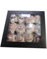 8118 - Umbonium Shell Turtle Novelty