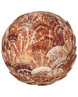 830508 - Pecten Lentigious Shell Flat Orb 8"