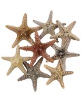 901104 - Longspine Starfish 4-6"