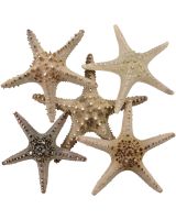 901106 - Longspine Starfish 6-8"