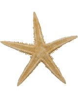 904001 - Tiny Sand Starfish 1-2"