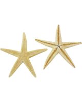 9040S - Baby Flat Starfish .75-1.5"