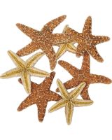 9042 - Sugar Starfish 2-4"