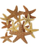 9042S - Sugar Starfish 1-2"