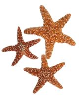 9043 - Sugar Starfish 4-6"