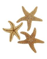 9044 - Sugar Starfish 6-8"