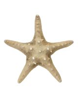 9049L - Natural Knobby Starfish 8-10"