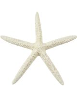 9086 - White Finger Starfish 4-6"