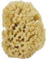 9590 - Gulf Cut Sponge 3-3.5"