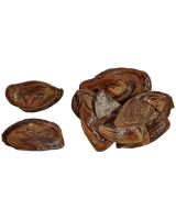 9702 - Whelk Operculum (pound)