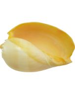 3020L - Philippine Melon 9-10"