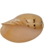 302210 - Melon Shell 10" & Up