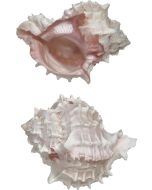 3033 - Pink Murex 3.5-4"