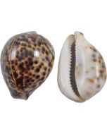 3040S - Tiger Cowrie 2-2.5"