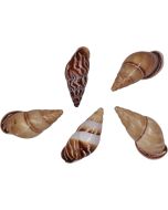 3044 - Yard Land Snail 1.5-2"