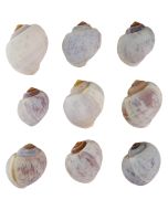 3045 - White Apple Snail 1-1.5" (half kilo)