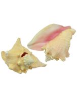 3052 - B-Grade Garden Conchs 6-10"
