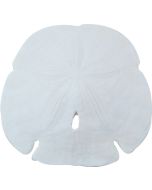 3065M - Gulf Arrowhead Sand Dollar 4-4.5"