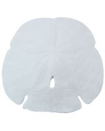 3068L - Gulf Arrowhead Sand Dollar 6" Up