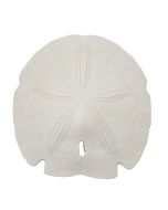 3068S - Gulf Arrowhead Sand Dollar 5-5.5"