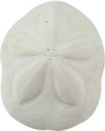 3078S - Sea Biscuit 3-4"