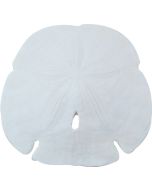 3079 - Gulf Arrowhead Sand Dollar 3-3.5"