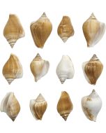 3218 - Dog Conch 2-2.5" (gallon)