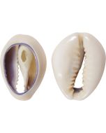 3224CK - Bottom Cut Ring Top Cowry (kilo; ~630 pcs)