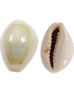 3224K - Ring Top Cowrie .5-1" (kilo)