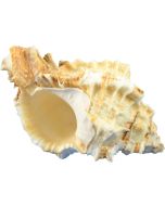 3230 - Apple Murex 2.25-3.25" (gal)