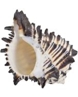 3235 - Black Murex 4-5"