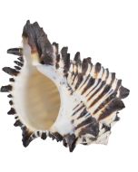 3235L - Black Murex 5" Up