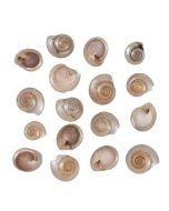 32422 - Button Trochus Pearled .5-.75" (kilo)