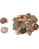 3242K - Umbonium Natural .25-.5" KILO