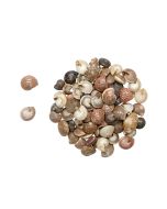 3243K - Button Trochus Pearled .25-.5" (kilo)