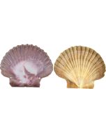 3250 - Mexican Flat 3-3.5"