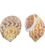 3253 - Spiral Babylon Snail 1.5-2" (gallon)
