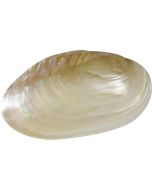 328210 - Fresh Water Clam Pearled 9-10"