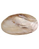 3282L - Fresh Water Clam Pearled 6-7"