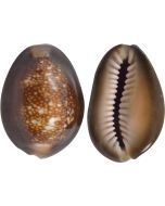 3289K - Snakehead Cowrie 1-1.5" (kilo appx 170 pcs)