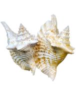 3326 - Rooster Conch 4-6"
