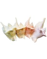 3326C - Rooster Conch Colored 4-6"