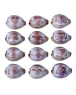 3357 - Carved Cowrie "FLORIDA"