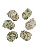 3391 - Silvermouth Turbo Polished 2-3"