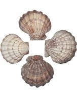 3407L - Lion's Paw Scallop 5-7"