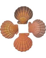 3407LO - Lion's Paw Orange Scallop 5" & Up