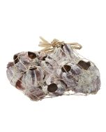 3426 - Barnacle Cluster 7-9" (We do not replace or credit any broken Barnacles)